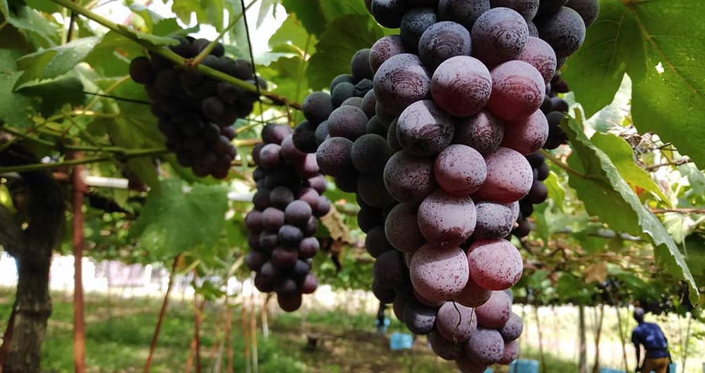 グレープリパブリック